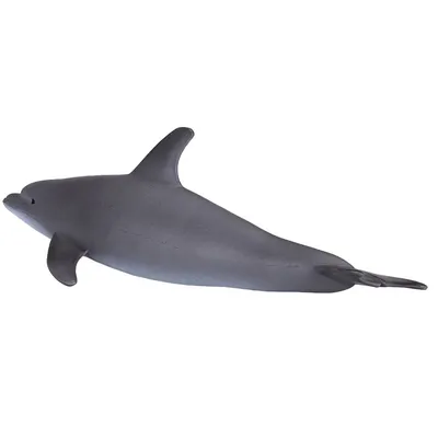 Vira craft. Дельфин афалина в 2023 г | Дельфины, Афалина