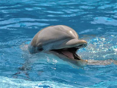 Мегакрасивый дельфин афалина …» — создано в Шедевруме