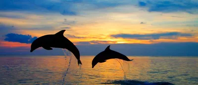 дельфин афалина дуэта Tursiops Truncatus скользит по розовым водам 3d  визуализация, дельфин, океанская рыба, жизнь океана фон картинки и Фото для  бесплатной загрузки
