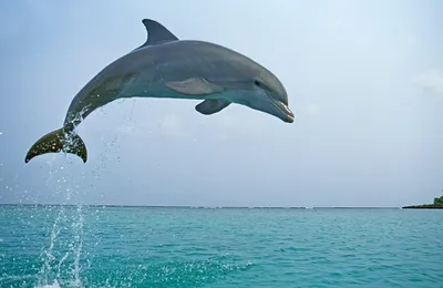 Под Николаевым в Южном Буге спасли дельфина — Info News ІнфоНьюз