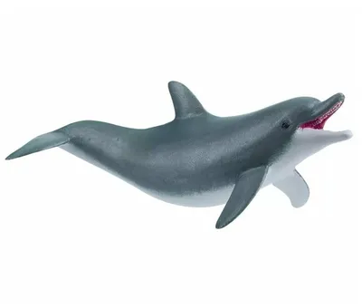 Афалина - Дельфиновые | Некоммерческий учебно-познавательный  интернет-портал Зоогалактика