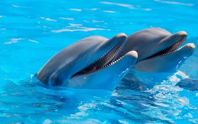 День Черного моря: какие дельфины в нем обитают | Одесская Жизнь