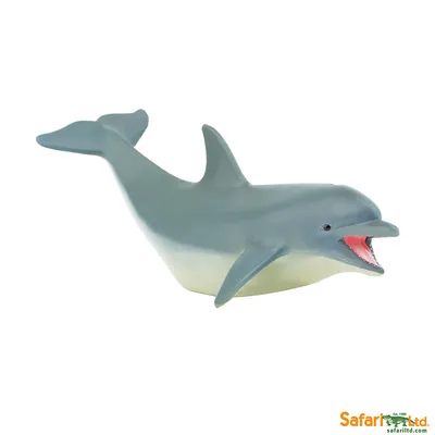 Дельфин-афалина Катя | Алматинский дельфинарий