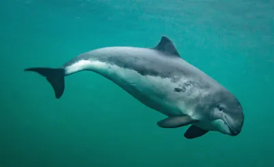 Дельфин азовка фото фотографии
