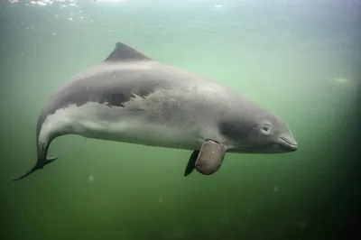 У берегов Грузии встречается морская свинья – за что этот дельфин получил  такое название? | Удивительная Грузия | Дзен