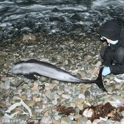Дельфины в Азовском море: какие виды водятся, где встречаются, фото