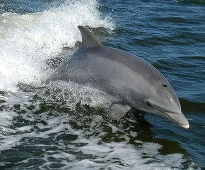 Дельфин морская свинка - картинки и фото poknok.art