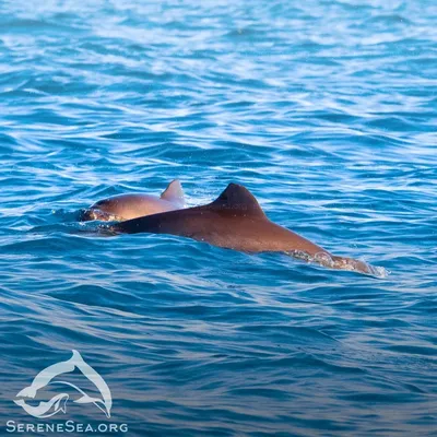 Истощенный дельфин проглотил куски пластика: Крымские ученые выясняют тайну  гибели азовки - KP.RU