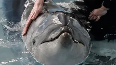 Дельфин-мама не поверила в гибель своего детеныша: ученые рассказали о  горюющей азовке у берегов Крыма - KP.RU