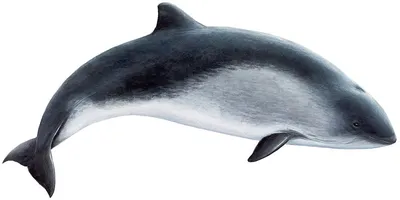 Дельфин Чёрного и Азовского морей…» — создано в Шедевруме