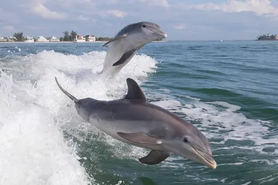 Дельфин азовка - 71 фото