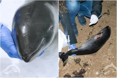 Впервые дельфин сменил язык, чтобы общаться с другими животными | Дикий Юг  - природа Юга России | Дзен