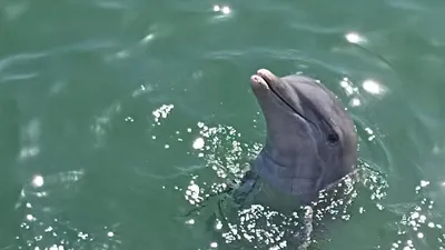 Дельфин Азовка (46 фото)