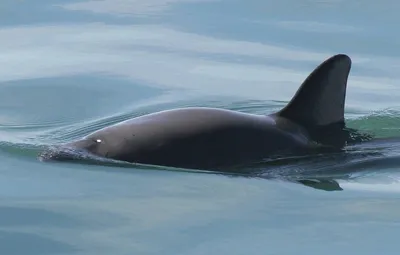 В Крыму на берег выбросился дельфин-малютка
