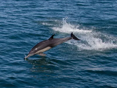 Дельфин дал пловцу в Пицунде мастер-класс по акробатике