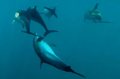 Научно-экологический Центр спасения дельфинов \"Дельфа\" - Какие они дельфины  Черного моря?🐬 ⠀ В Черном море обитает два вида дельфинов - афалина и  белобочка, а также подвид морской свиньи - азовка. Все три