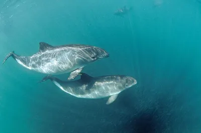 На берегу Таганрогского залива местные жители обнаружили мёртвого дельфина