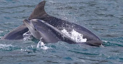 Как помогают дельфинам на Черноморском побережье?