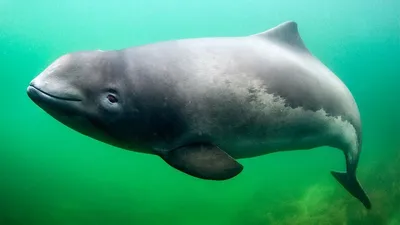 В Ростовской области на берегу Таганрогского залива найден дельфин-азовка