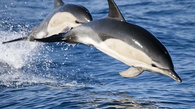 Дельфин белобочка фото 