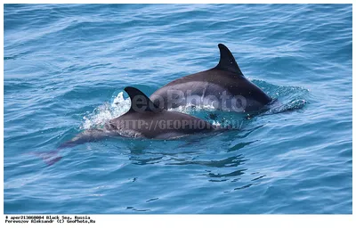 Белобокий дельфин — Приморский Океанариум