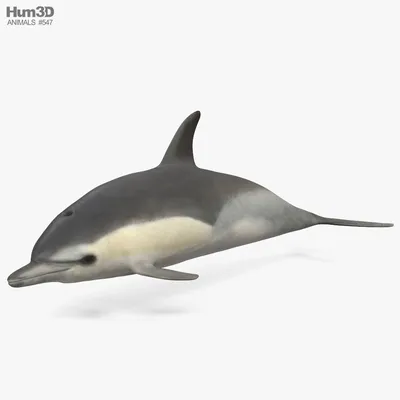 Pacific Шорты Dolphin Beaked Общих — стоковые фотографии и другие картинки  Дельфин-белобочка - Дельфин-белобочка, Дельфин, 2015 - iStock