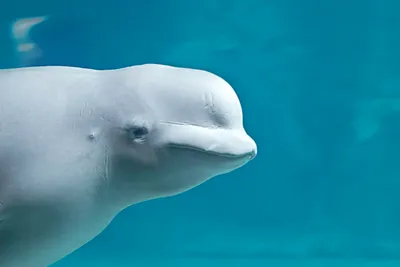Дельфин-белобочка 3D модель - Скачать Животные на 3DModels.org