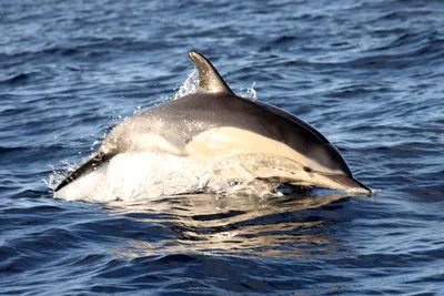 Дельфин-белобочка ( Республика Конго) · iNaturalist