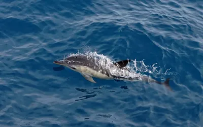 Дельфин-белобочка - самый обыкновенный дельфин?