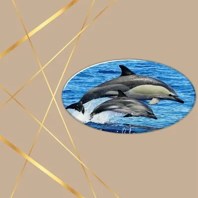 Дельфин, Купание В Океане И Охота На Рыб. Дельфины Плавают И Прыжки Из  Воды. Long-белобочка (научное Название: Delphinus Capensis) Фотография,  картинки, изображения и сток-фотография без роялти. Image 68621232