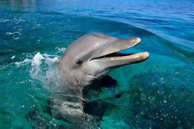 Дельфин беломордый, или белоносый дельфин, также известен как дельфин  Белуха (Delphinapterus leucas) | ВКонтакте