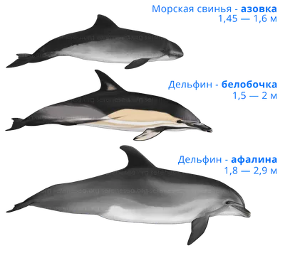 Дельфин и белуха: несколько интересных различий из жизни морских  млекопитающих | Пикабу