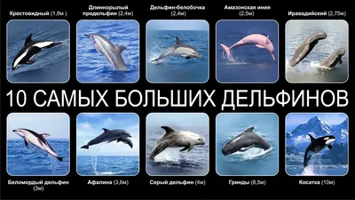 Он испытывал боль при каждом движении: В Севастополе волонтеры спасли  дельфина-белобочку, запутавшегося в сетях - KP.RU