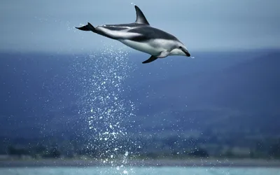 В Украине резко уменьшилась популяция дельфинов — НикВести — Новости  Николаева