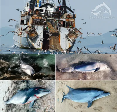 Брошь из коллекции дельфинов Дельфин-белобочка — купить в интернет-магазине  по низкой цене на Яндекс Маркете
