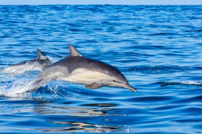 Дельфин-белобочка (Демократическая Республика Конго: Животный мир) ·  iNaturalist
