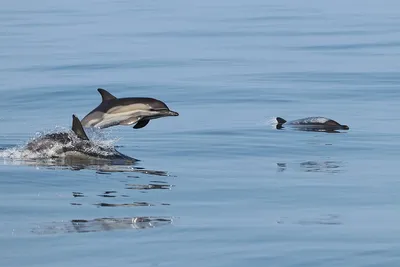 В Украине резко уменьшилась популяция дельфинов