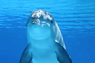 Дельфин и белуха: несколько интересных различий из жизни морских  млекопитающих | Пикабу