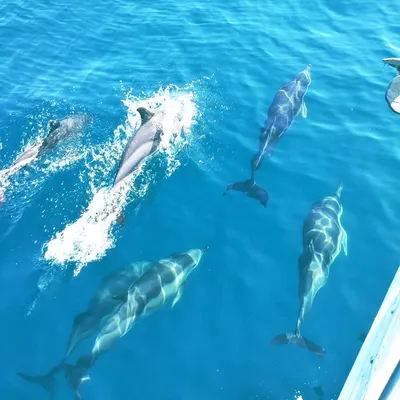 Дельфин, Белуха, полярный дельфин - YouTube