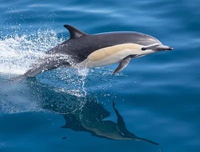 Дельфин-белобочка (Фауна ЮАР) · iNaturalist