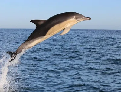 Словения. 2016. Дельфин-белобочка [Delphinus delphis] (Блок. MNH OG)