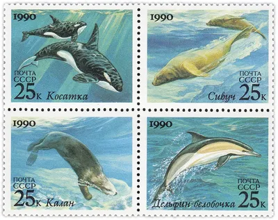 Белуха-белый кит\" - выставка на Куршской косе | Куршская Коса -  национальный парк