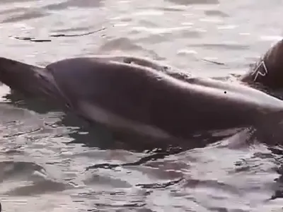 Черноморские дельфины помогут решить экологические проблемы
