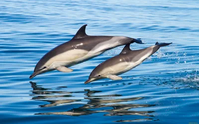 Один Обыкновенный Дельфин Прыгает Над Волнами — стоковые фотографии и  другие картинки Дельфин-белобочка - Дельфин-белобочка, Средиземное море,  Гибралтарский пролив - iStock