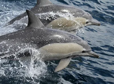 Дельфин новорожденного ребенка, в то время как вскочив возле моря с матерью  Стоковое Изображение - изображение насчитывающей природа, одичало: 197762321