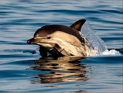 Дельфина держали на руках»: Чтобы спасти животное, волонтеры больше трех  часов простояли по пояс в воде - KP.RU