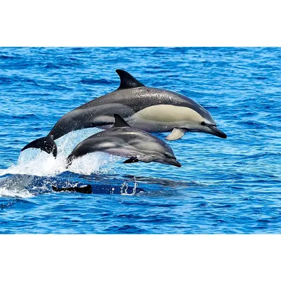 Группа Дельфинов, Купание В Океане И Охота На Рыб. Дельфины Плавают И  Прыжки Из Воды. Long-белобочка (научное Название: Delphinus Capensis) В  Атлантическом Океане. Фотография, картинки, изображения и сток-фотография  без роялти. Image 64131588
