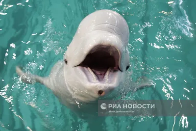 Белуха (полярный дельфин,... - Дельфінотерапія Скадовськ | Facebook