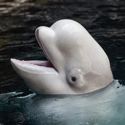 Дельфин белуха фото 