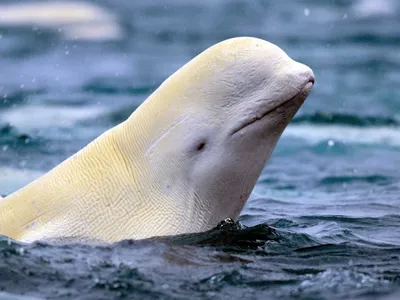 Дельфин Beluga — стоковые фотографии и другие картинки Дельфинёнок -  Дельфинёнок, Арктика, Белуха - iStock